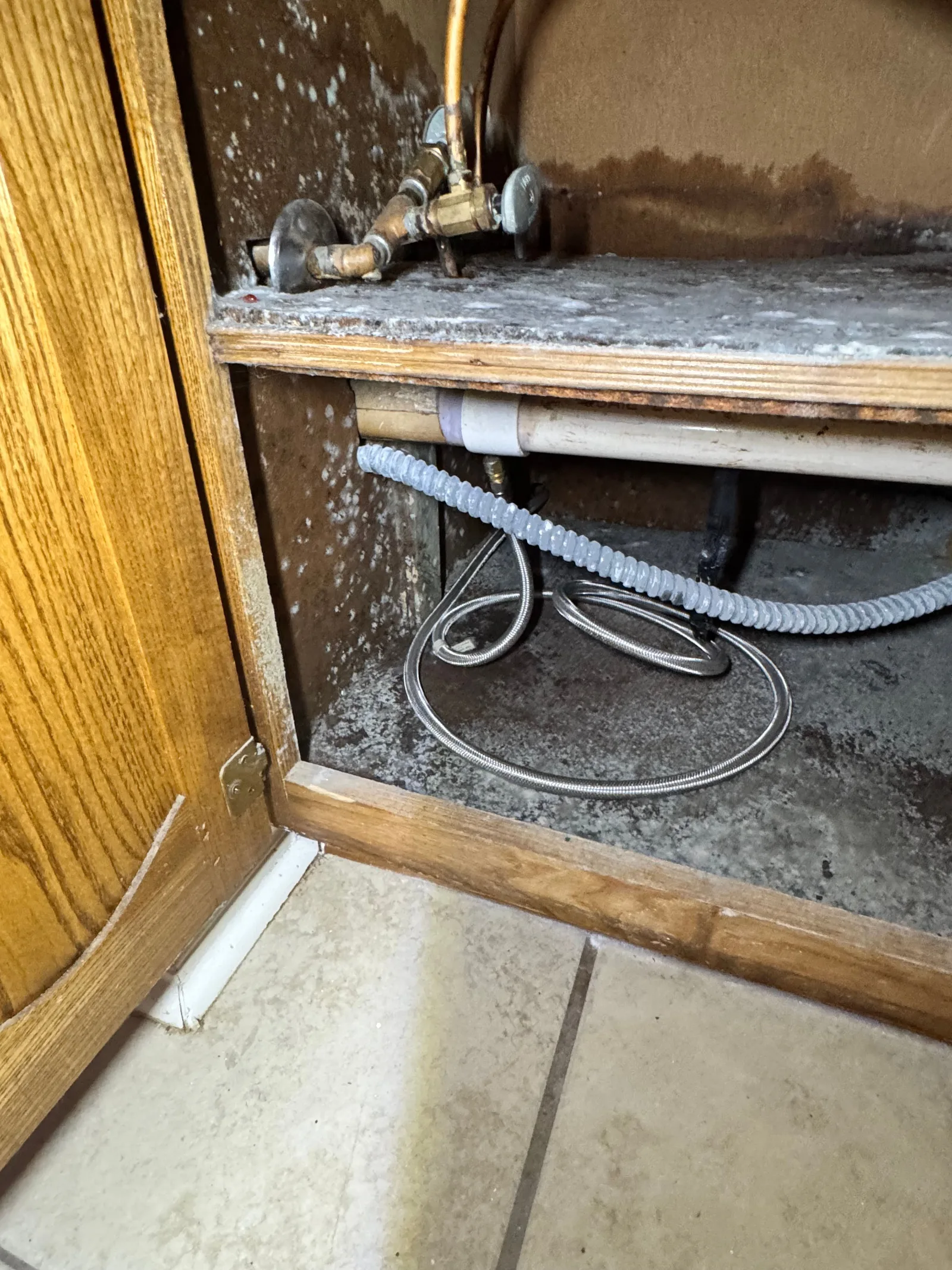 Interior of a mold-infested bathroom sink cabinet with brass plumbing fixtures and braided stainless steel hoses.